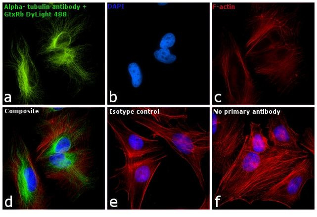 Rabbit IgG (H+L) Secondary Antibody in Immunocytochemistry (ICC/IF)