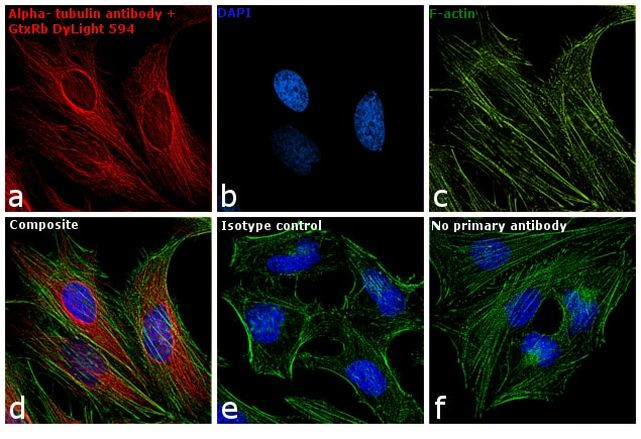 Rabbit IgG (H+L) Secondary Antibody in Immunocytochemistry (ICC/IF)