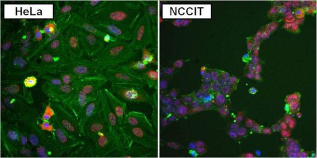 Rabbit IgG (H+L) Secondary Antibody in Immunocytochemistry (ICC/IF)