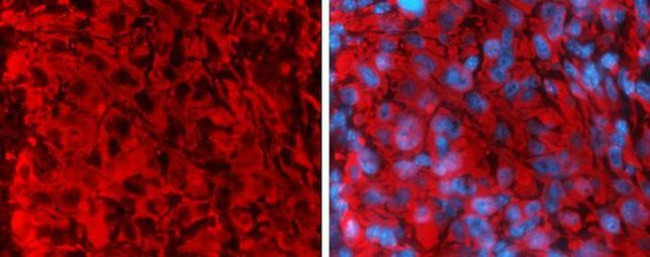 Rabbit IgG (H+L) Secondary Antibody in Immunohistochemistry (Frozen) (IHC (F))