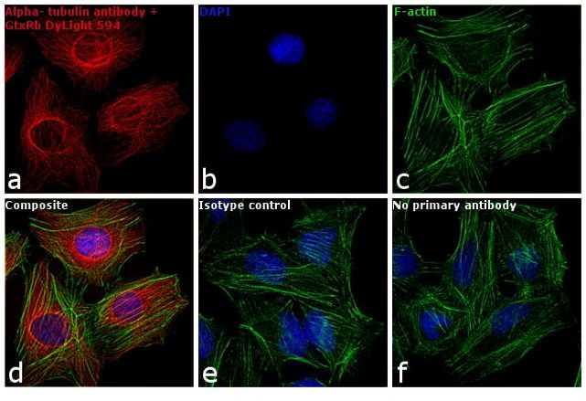 Rabbit IgG (H+L) Cross-Adsorbed Secondary Antibody in Immunocytochemistry (ICC/IF)