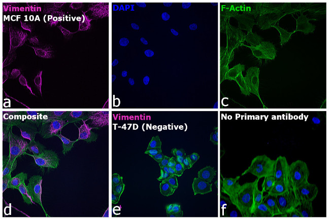 Rabbit IgG (H+L) Cross-Adsorbed Secondary Antibody in Immunocytochemistry (ICC/IF)