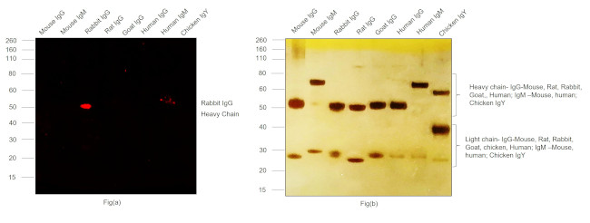 Rabbit IgG (H+L) Cross-Adsorbed Secondary Antibody