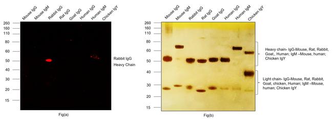 Rabbit IgG (H+L) Cross-Adsorbed Secondary Antibody in Western Blot (WB)