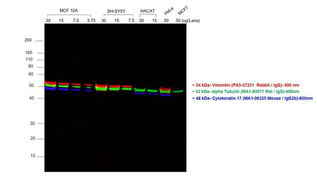 Rabbit IgG (H+L) Cross-Adsorbed Secondary Antibody in Western Blot (WB)