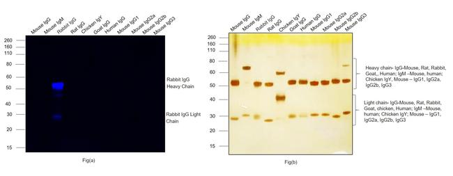 Rabbit IgG (H+L) Cross-Adsorbed Secondary Antibody in Western Blot (WB)