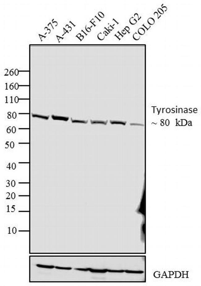 Tyrosinase Antibody in Western Blot (WB)