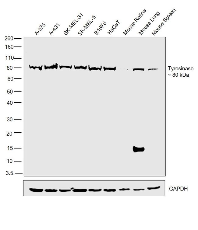 Tyrosinase Antibody in Western Blot (WB)