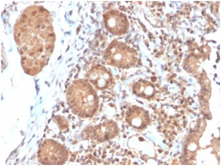 Interleukin-3 (IL-3) Antibody in Immunohistochemistry (Paraffin) (IHC (P))