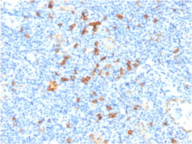 IL3RA/CD123 Antibody in Immunohistochemistry (Paraffin) (IHC (P))