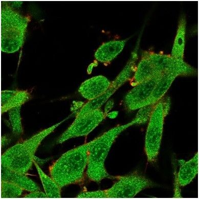 Interleukin-7 (IL-7) Antibody in Immunocytochemistry (ICC/IF)