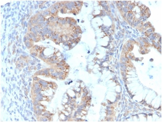 Interleukin-7 (IL-7) Antibody in Immunohistochemistry (Paraffin) (IHC (P))