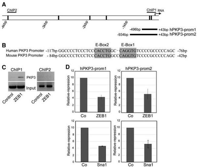 PKP3 Antibody in ChIP Assay (ChIP)