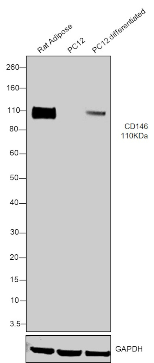 CD146 Antibody