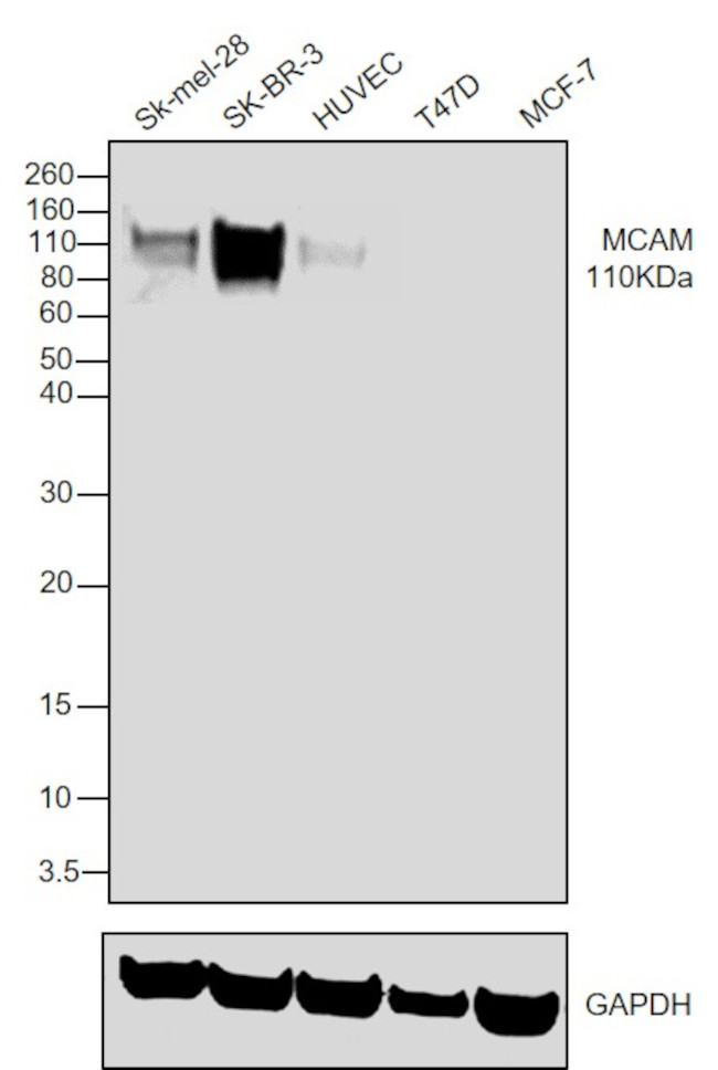 CD146 Antibody