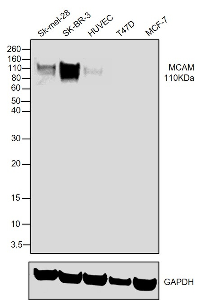 CD146 Antibody in Western Blot (WB)