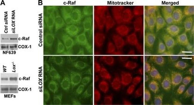 COX1 Antibody in Western Blot (WB)