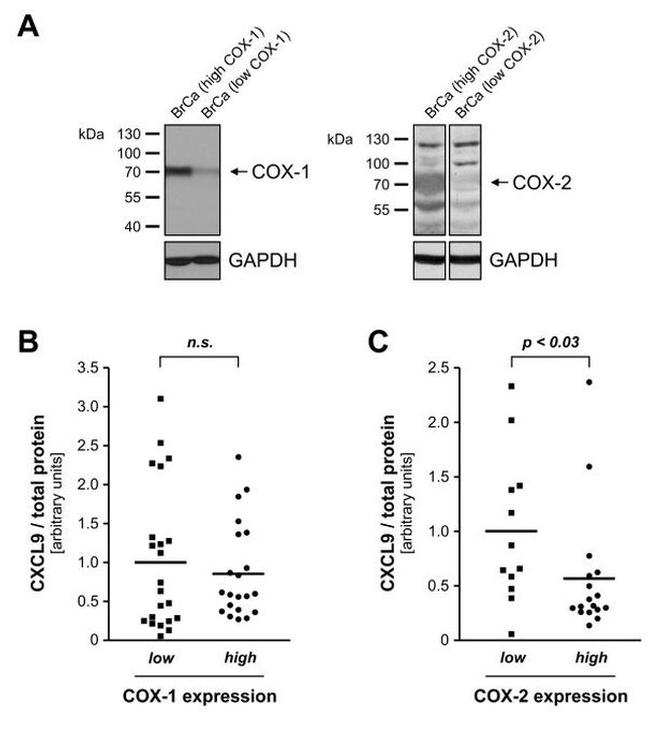 COX1 Antibody in Western Blot (WB)