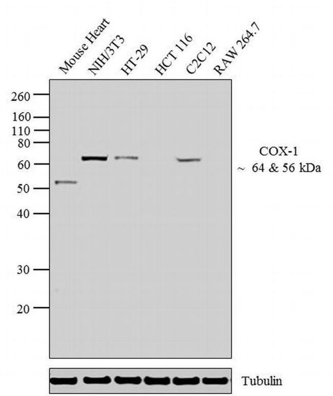 COX1 Antibody in Western Blot (WB)