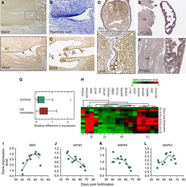 COX2 Antibody in Immunohistochemistry (IHC)