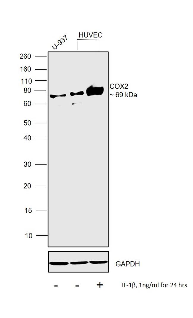 COX2 Antibody in Western Blot (WB)