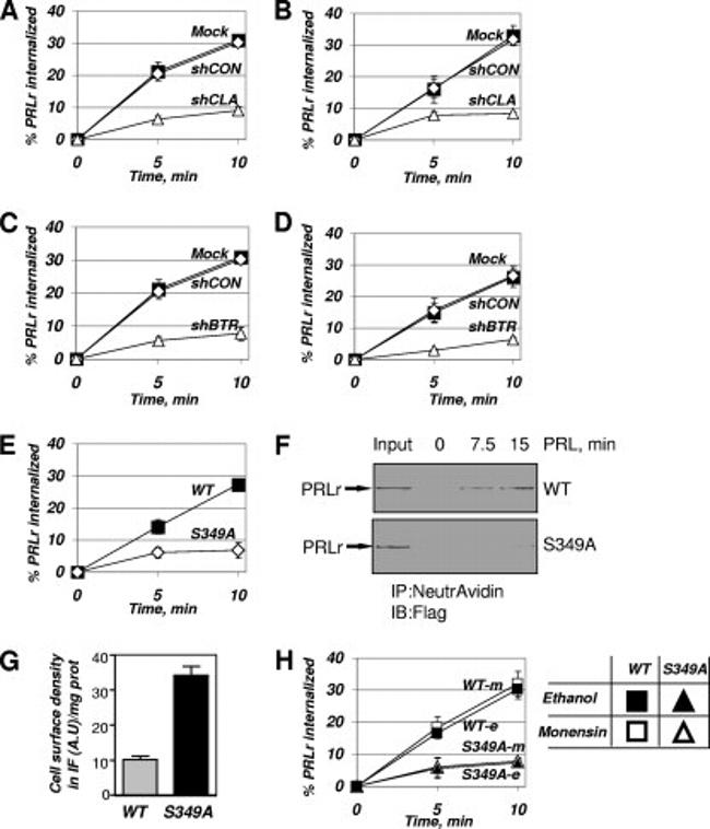 Prolactin Receptor Antibody in Western Blot, Immunocytochemistry (WB, ICC/IF)