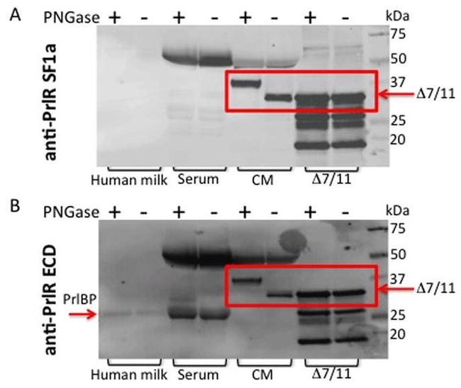 Prolactin Receptor Antibody in Western Blot (WB)