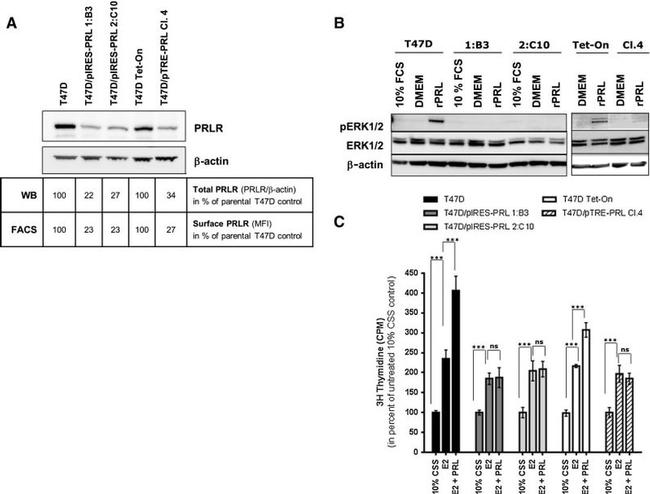 Prolactin Receptor Antibody in Western Blot, Flow Cytometry (WB, Flow)