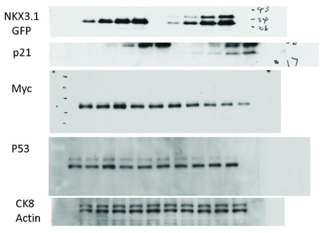 Nkx3.1 Antibody in Western Blot (WB)