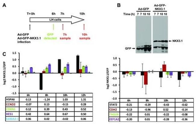 Nkx3.1 Antibody in Western Blot (WB)