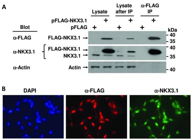 Nkx3.1 Antibody in Western Blot, Immunocytochemistry (WB, ICC/IF)