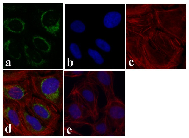 JNK1 Antibody in Immunocytochemistry (ICC/IF)