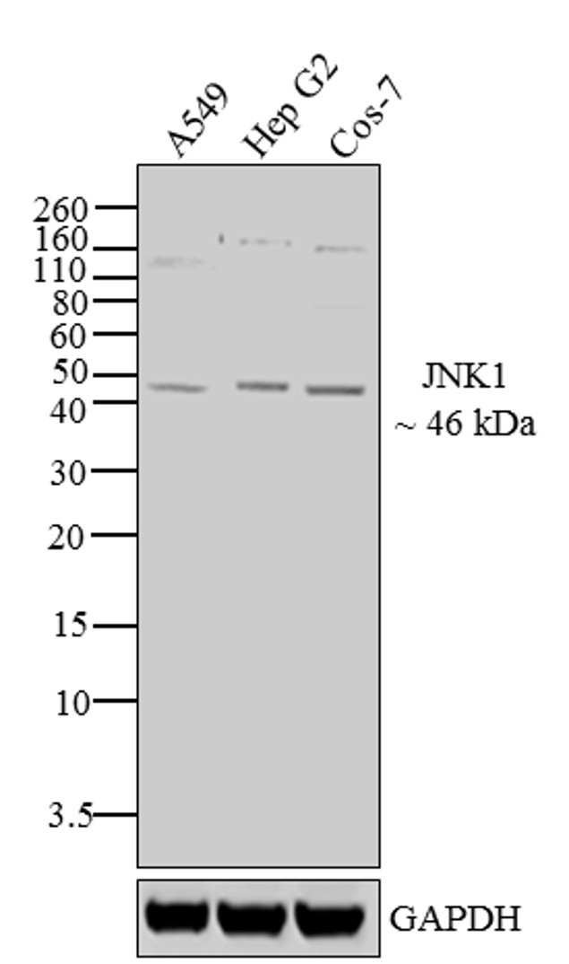 JNK1 Antibody in Western Blot (WB)