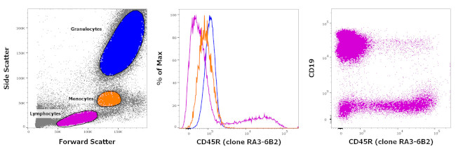 CD45R (B220) Antibody