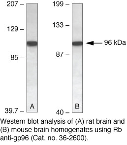 GRP94 Antibody in Western Blot (WB)