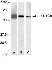 CD138 Antibody in Western Blot (WB)