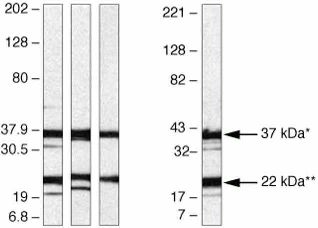 Syndecan 4 Antibody in Western Blot (WB)