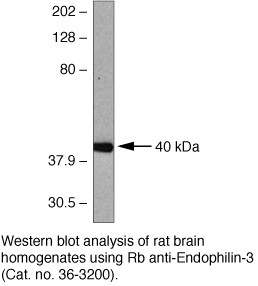 SH3GL3 Antibody in Western Blot (WB)