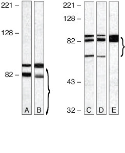 TLR4 Antibody in Western Blot (WB)