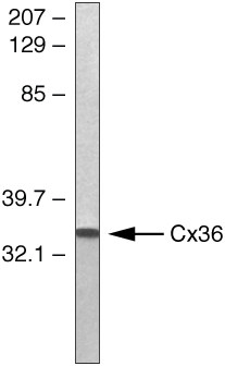 Connexin 36 Antibody in Western Blot (WB)