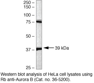 Aurora B Antibody in Western Blot (WB)