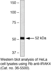 IRAK4 Antibody in Western Blot (WB)