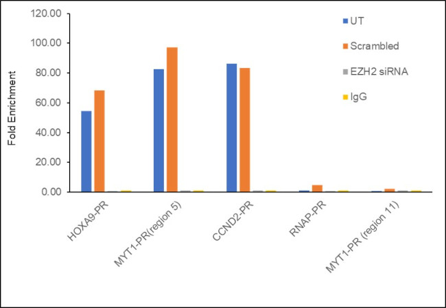 EZH2 Antibody in ChIP Assay (ChIP)