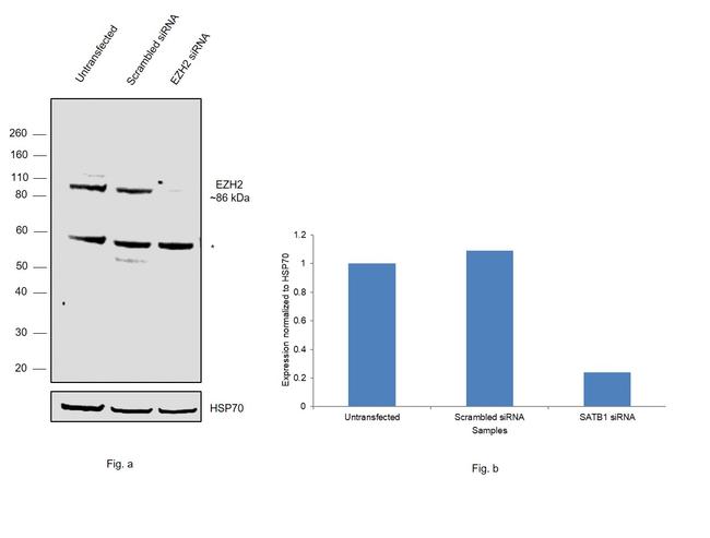 EZH2 Antibody in Western Blot (WB)