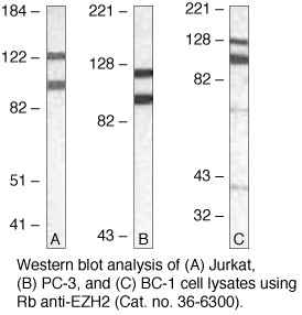 EZH2 Antibody in Western Blot (WB)