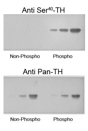 Phospho-Tyrosine Hydroxylase (Ser40) Antibody in Western Blot (WB)