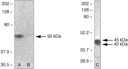 Phospho-PAX2 (Ser393) Antibody in Western Blot (WB)