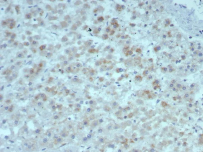 Interleukin-15 (IL-15) Antibody in Immunohistochemistry (Paraffin) (IHC (P))