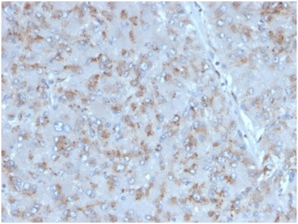 Interleukin-15 (IL-15) Antibody in Immunohistochemistry (Paraffin) (IHC (P))