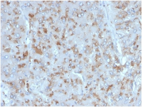 Interleukin-15 (IL-15) Antibody in Immunohistochemistry (Paraffin) (IHC (P))